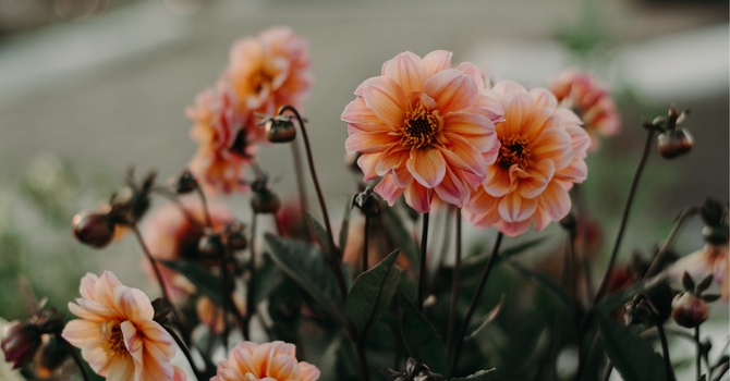 Returning to Work After Burnout: How a Counsellor Can Help image